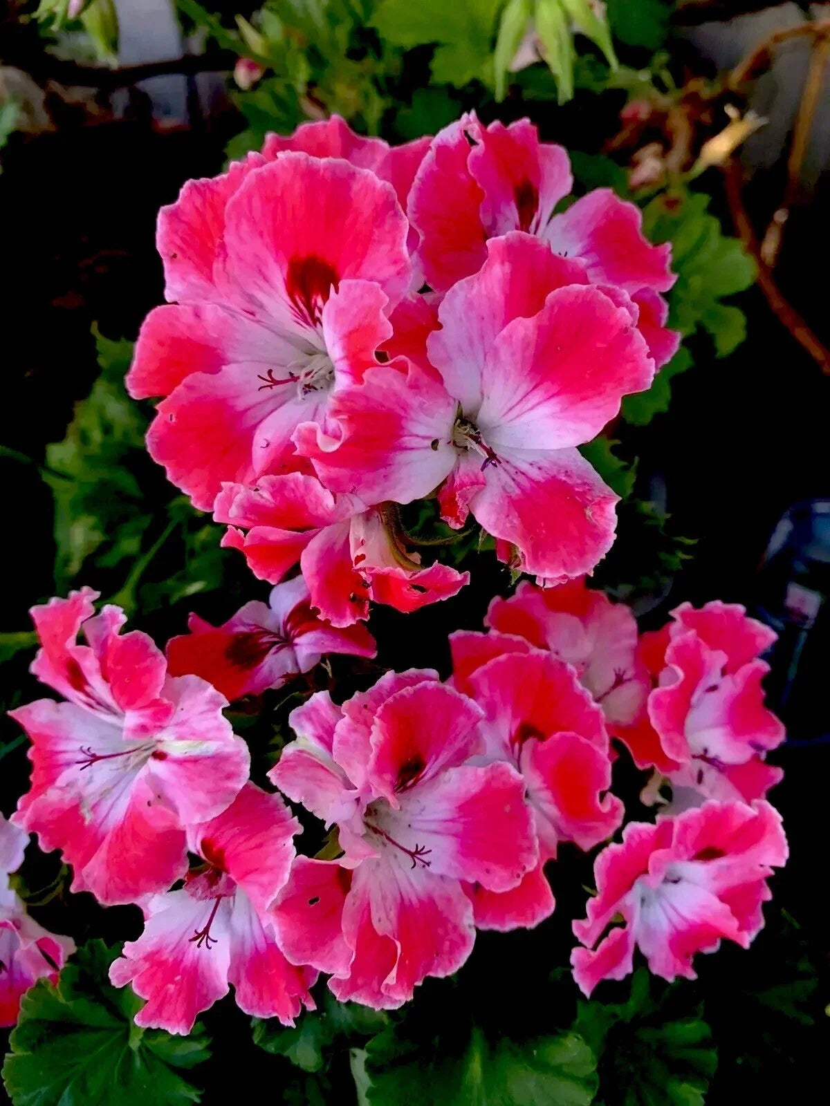 Geranium Live Plant 10" Reddish Pink & Maroon Perennial in 3" Pot | Pelargonium Flowering Plant