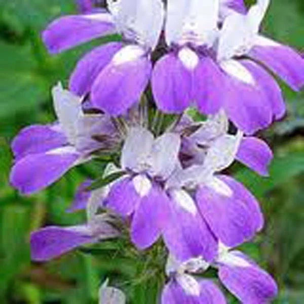 Chinese Houses Seeds - 25+ Collinsia heterophylla Delicate Flower Seeds for Garden, Containers, Pollinator Attracting, Easy to Grow