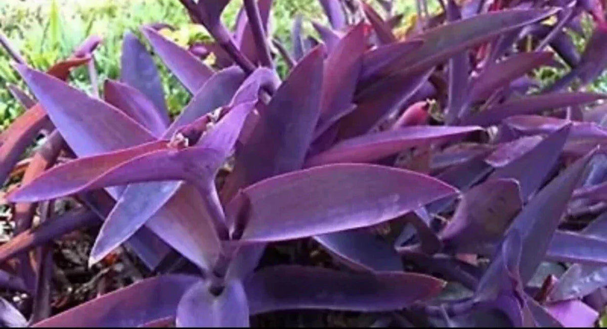 Rooted Philodendron Green Congo Indoor Houseplant - Variegated Tropical Foliage, Easy Care, Live Plant
