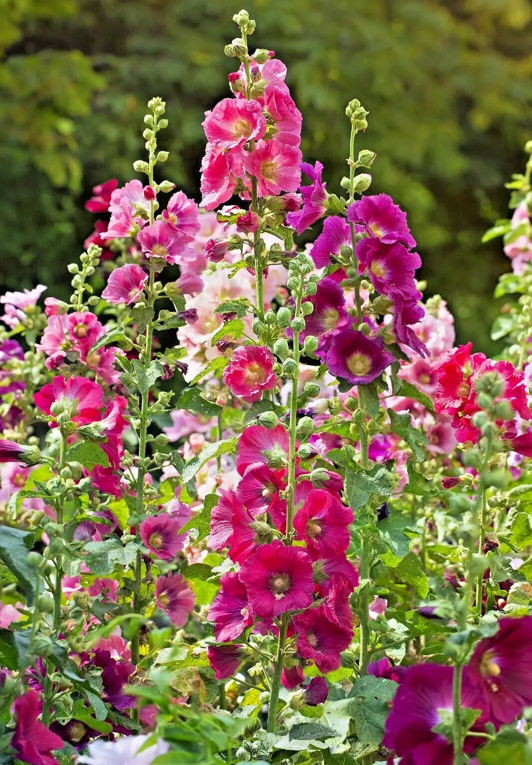 Giant Hollyhock Seeds Mix - 50 Seeds, Hardy Perennial, Colorful Variety, USA Seller