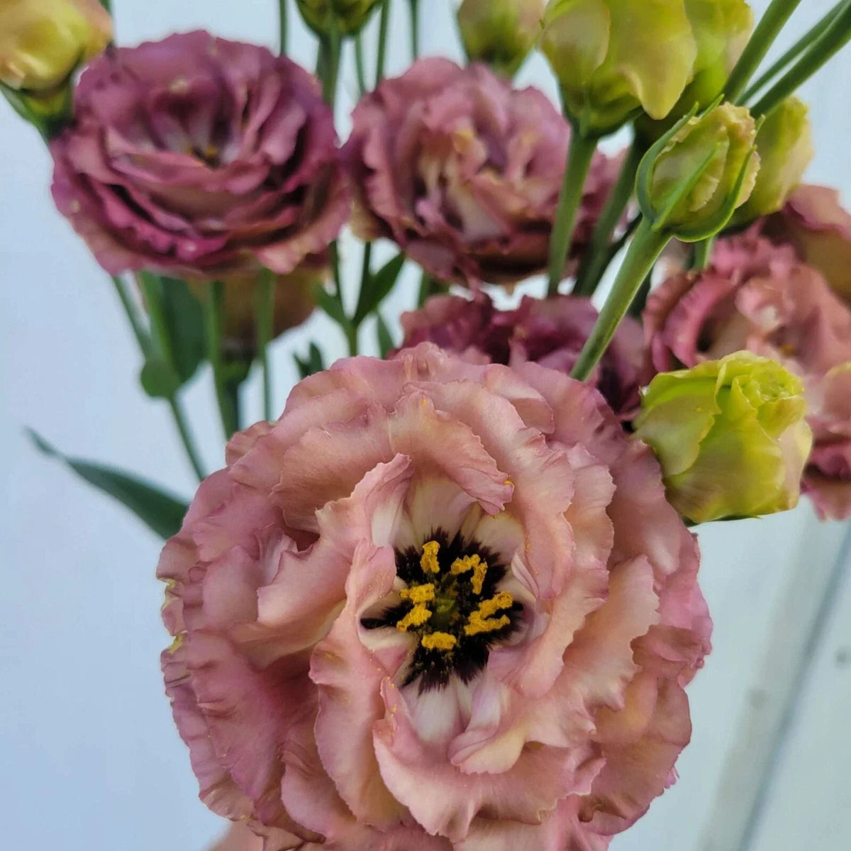 Lisianthus Plug Starter Plant – Rosanne Brown – Live Well-Rooted Seedling – Eustoma grandiflorum for Gardens & Containers