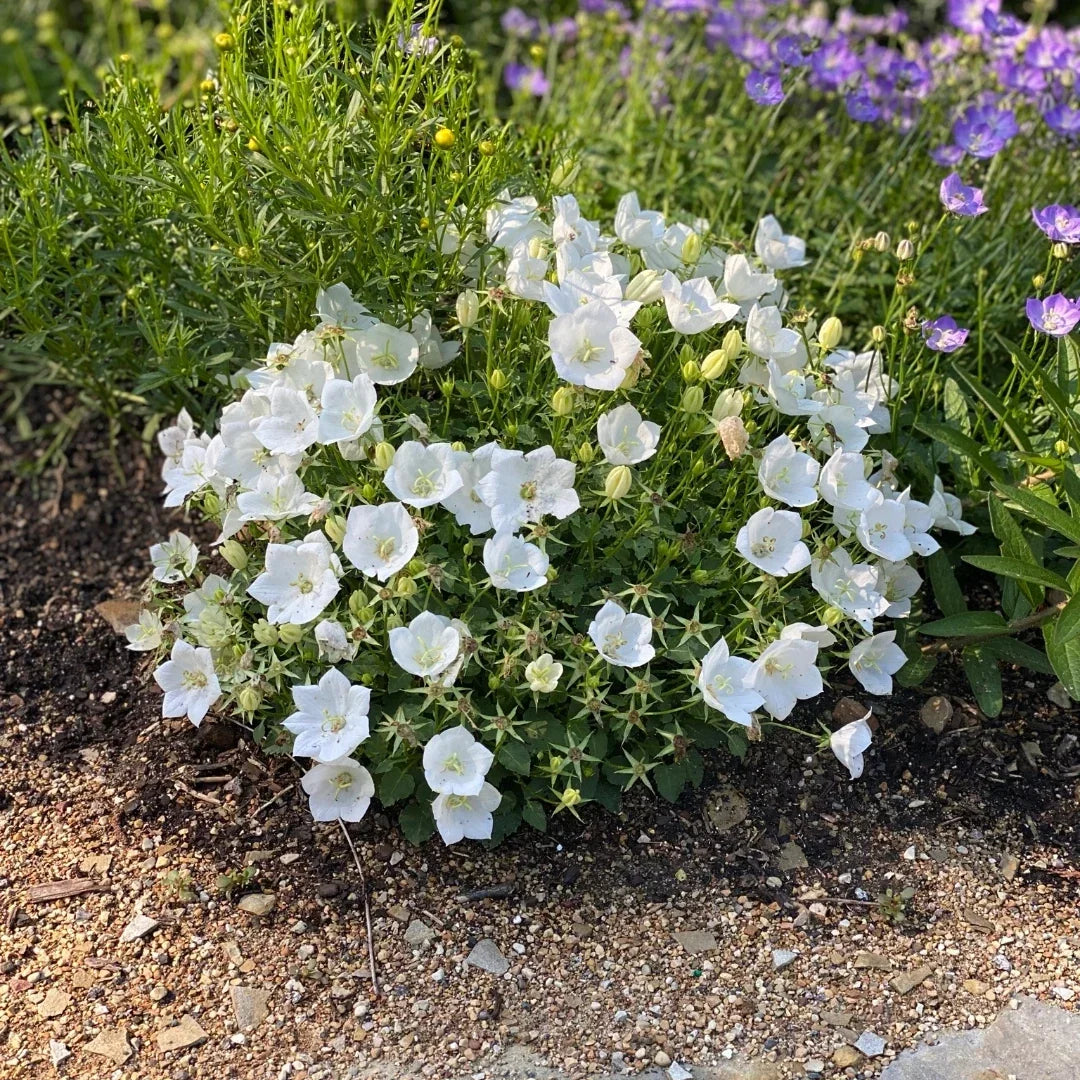Campanula Bellflower Pearl White Live Plant in 2" Pot, Perennial, White Flowers, Campanula poscharskyana