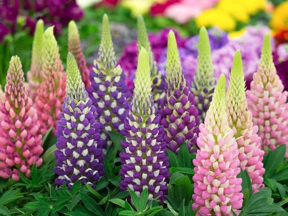 Russell Lupine Flower Seeds - 200+ Seeds - Lupinus polyphyllus Wildflower