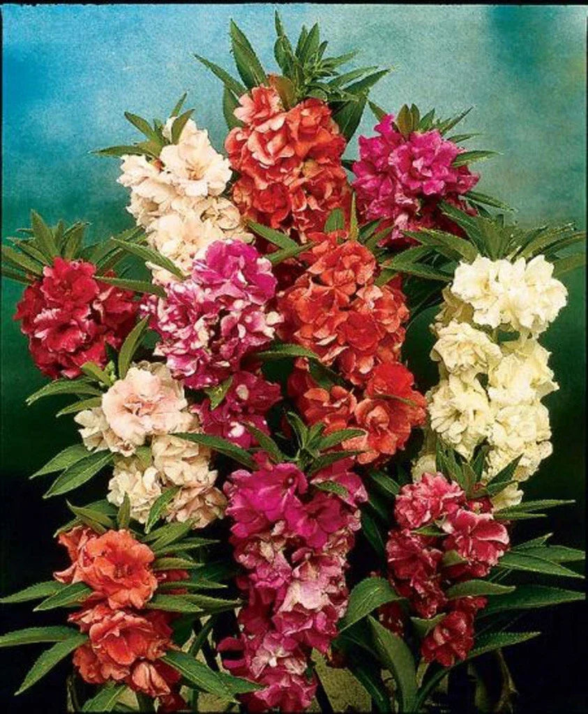 Balsam Camellia Seeds - 100 Pack - Vibrant Flowers - Camellia japonica - Garden, Landscape, Container Planting