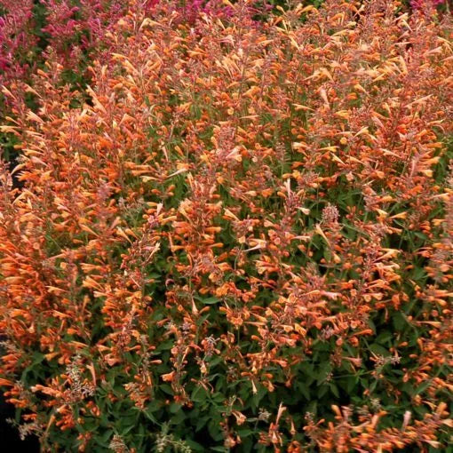 Orange Hyssop Seeds - Agastache aurantiaca Perennial Flower Seeds - 100 Pack for Garden Beds & Borders