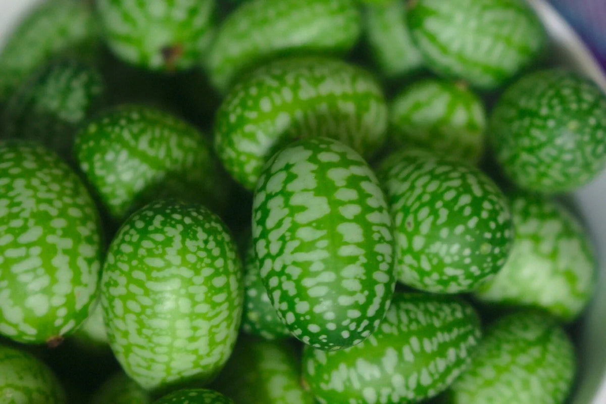 Cucamelon Seeds - 30 Melothria scabra Sour Gherkin Mini Mouse Melon Vining Plant for Containers & Gardens