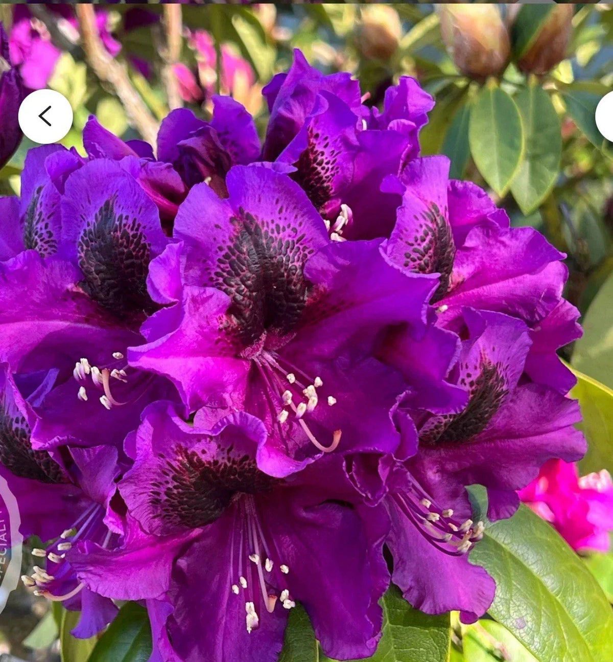 Rhododendron Starter Plant - Florence Parks - Well Rooted - Rare Variety - Garden and Landscape Shrub - Rhododendron 'Florence Parks'