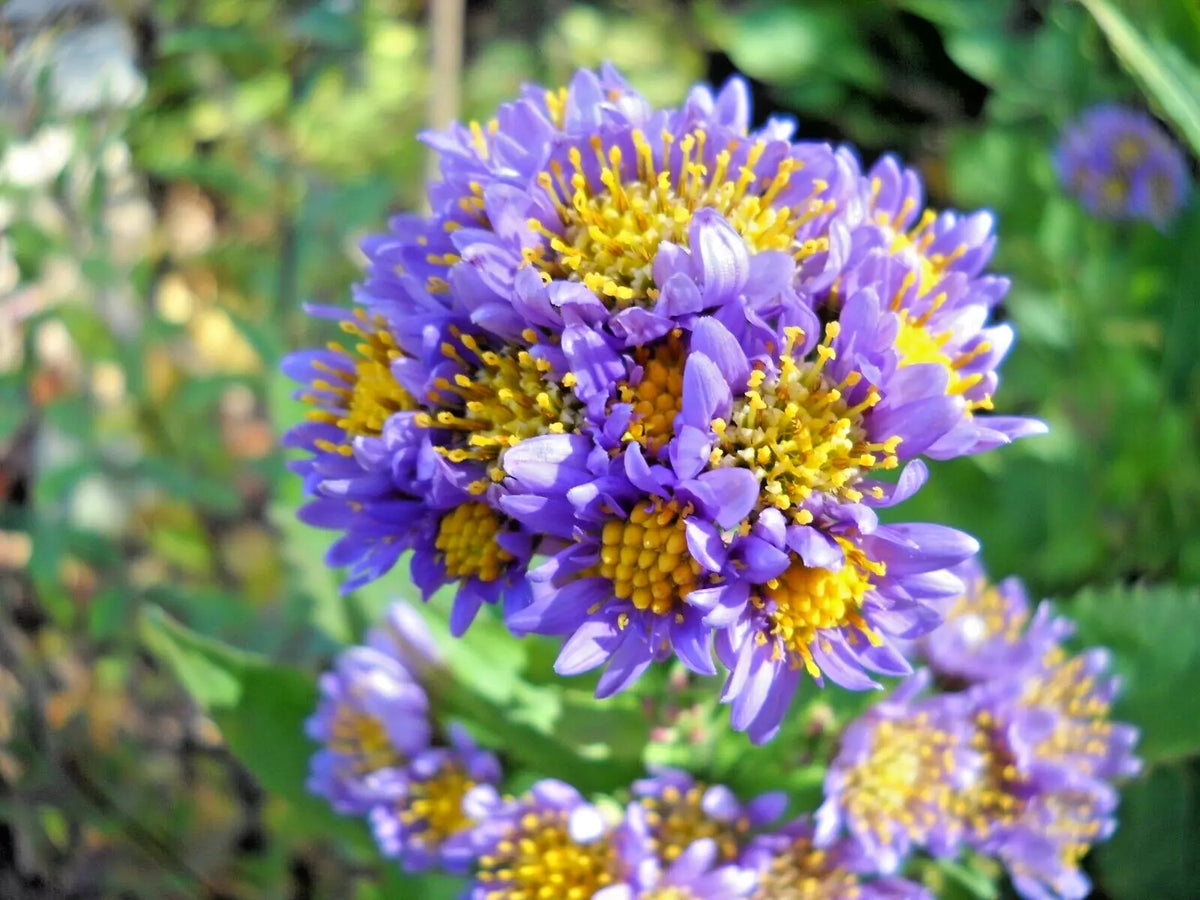 Hardy Perennial Starter Plants - Lavender Tatarian Aster (Aster tataricus) 2 Pack for Borders & Pollinator Gardens