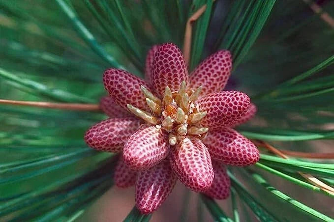 Ponderosa Pine Tree Seeds (30 Seeds) - Pinus ponderosa - Western Yellow Pine for Landscaping