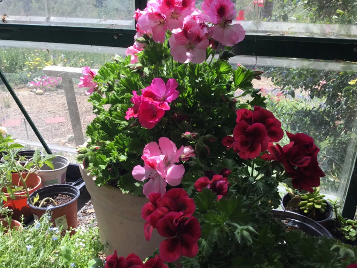 Martha Washington Geranium Cuttings 6-Pack Pelargonium x domesticum Bright Color Rooting Starter Plants