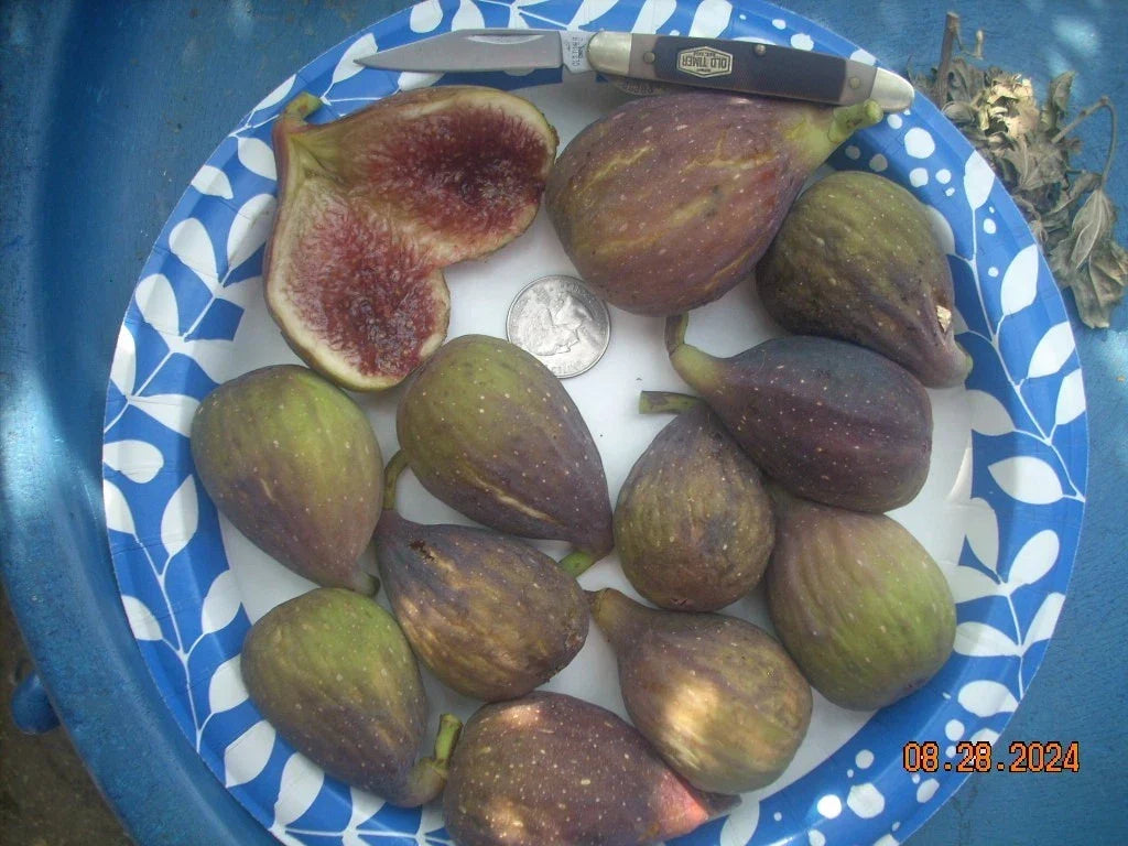 Longue D'Aout Fig Tree Cuttings Set – 5 Pcs, Large Sweet Figs, Ficus carica, Garden & Patio Planting
