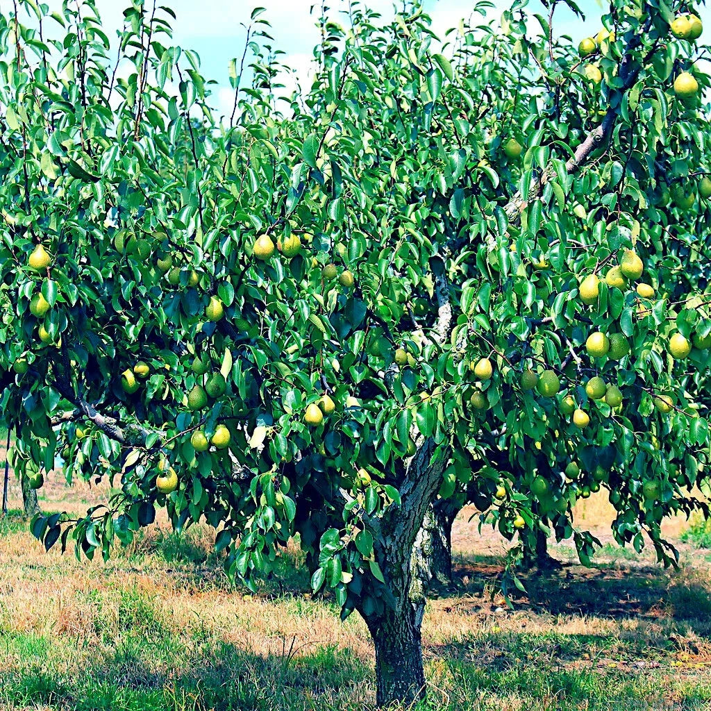 European Pear Tree Seeds, Pyrus communis, Fruit & Flower Garden, Hardy & Fast Growing, Deciduous Tree, 20 Seeds