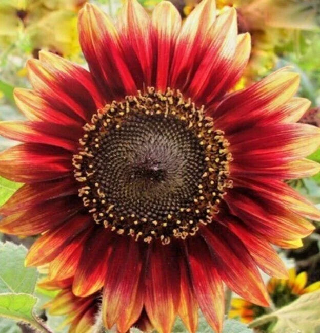 Indian Blanket Sunflower Seeds - 30+ Annual Gaillardia pulchella for Bees & Birds, Full Sun, Easy to Grow, Wildflower Garden Seeds