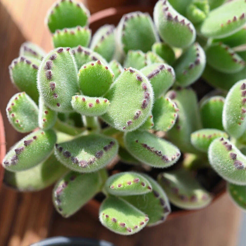Live Succulent Plant - Cotyledon Tomentosa 'Bear's Paw' Rooted Plant for Indoor & Outdoor Decor