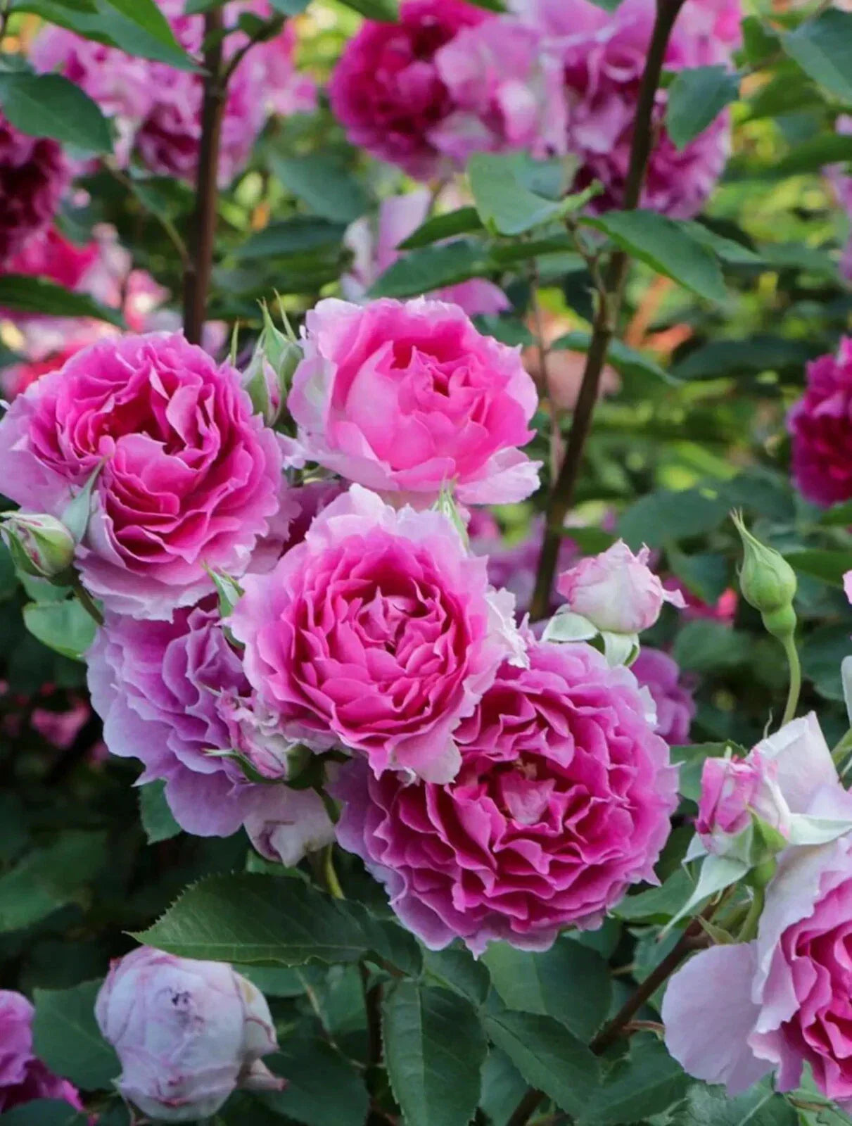 Sheherazad 天方夜谭 Rare Japanese Floribunda Rose Plant in 4" Pot