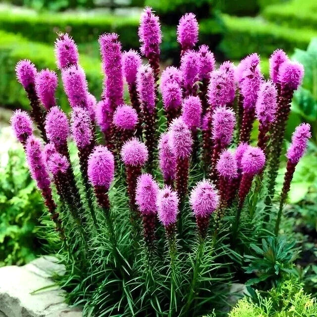 Purple Blazing Star Flower Seeds, Liatris spicata, Butterfly Attracting, Cold Hardy, 50 Seeds for Gardens and Cut Flowers