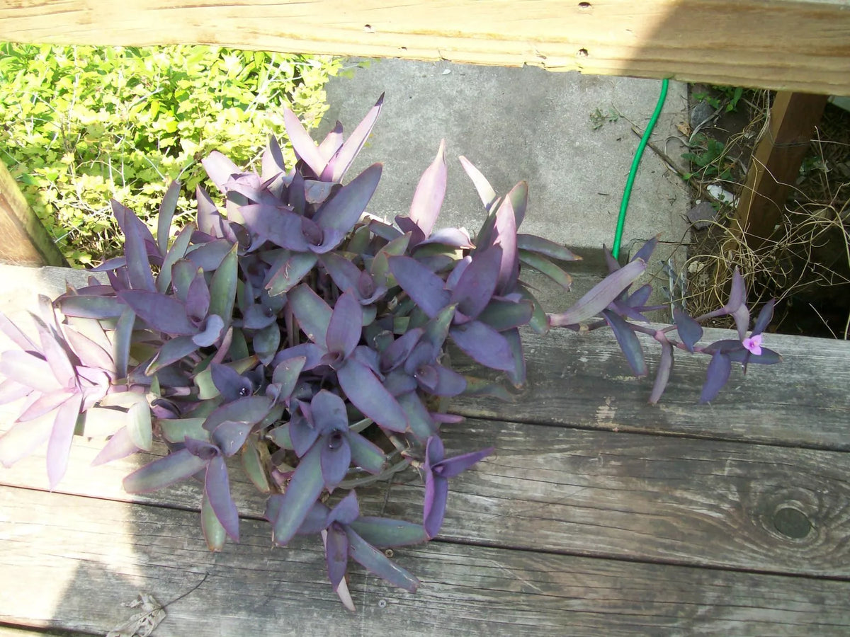 Purple Heart Wandering Jew Plant Cuttings Set of 3 - Tradescantia pallida Indoor/Outdoor Starter Plants
