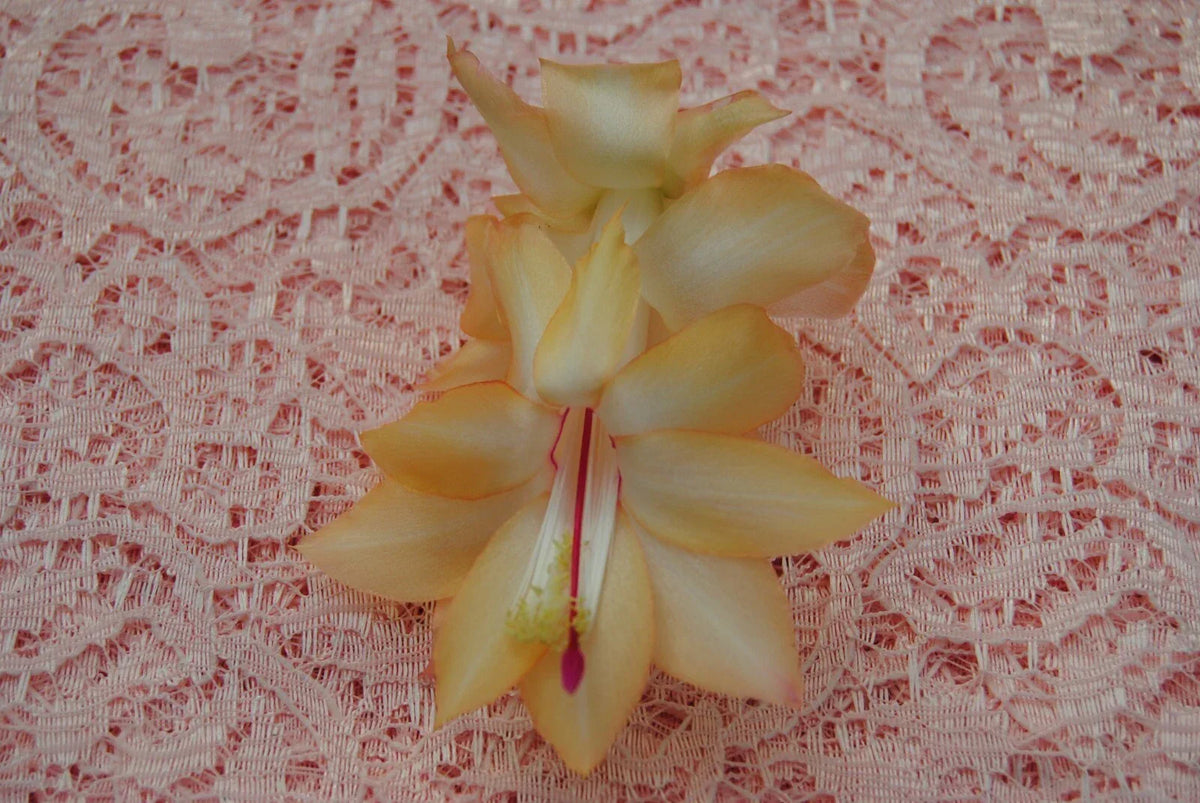 Christmas Cactus Starter Plant Schlumbergera Truncata Outono Brazil Small Healthy