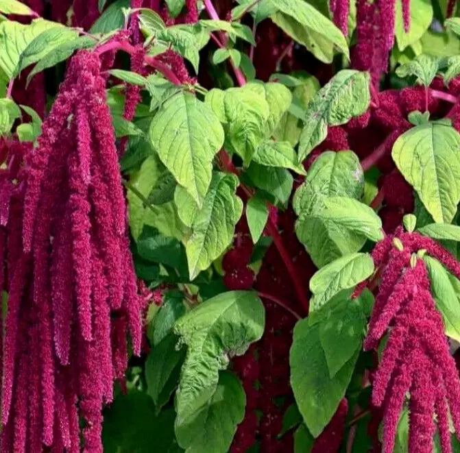 Amaranth Seeds - Love Lies Bleeding Annual Herb - Cascading Red Green Foliage - Amaranthus caudatus - 1000+ Seeds