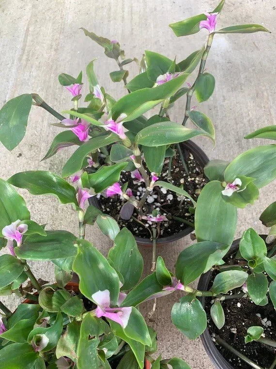 Variegated Tradescantia Blushing Bride Cuttings - 3 Indoor Houseplant Propagation Stems, Wandering Jew, Tradescantia albiflora