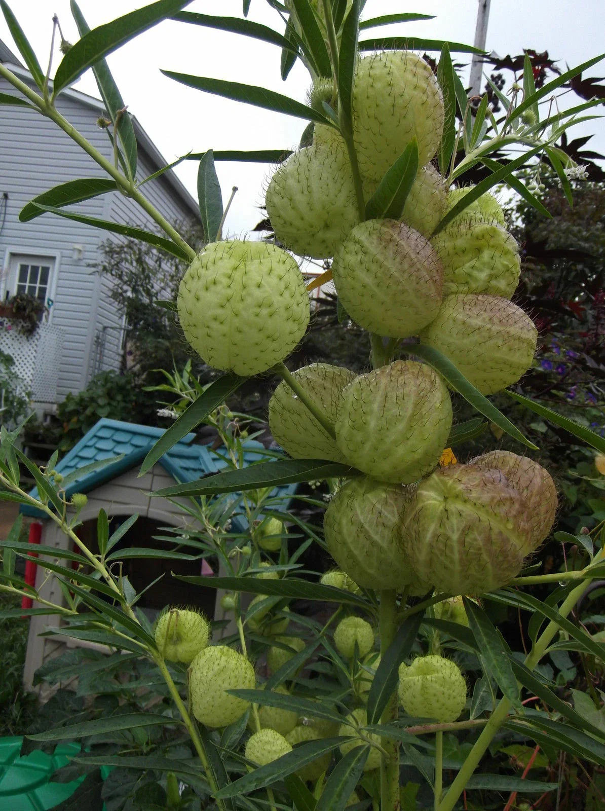 Butterfly Ball Seeds - 20 Perennial Hairy Ball Seeds - Unique Garden Flowers - US Seller