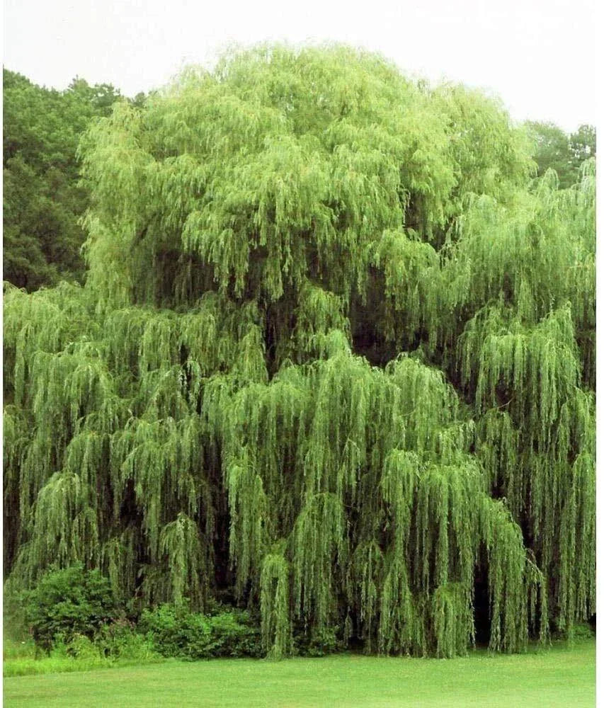 Golden Weeping Willow Trees - 2 Live Plants - Salix babylonica - Ready to Plant