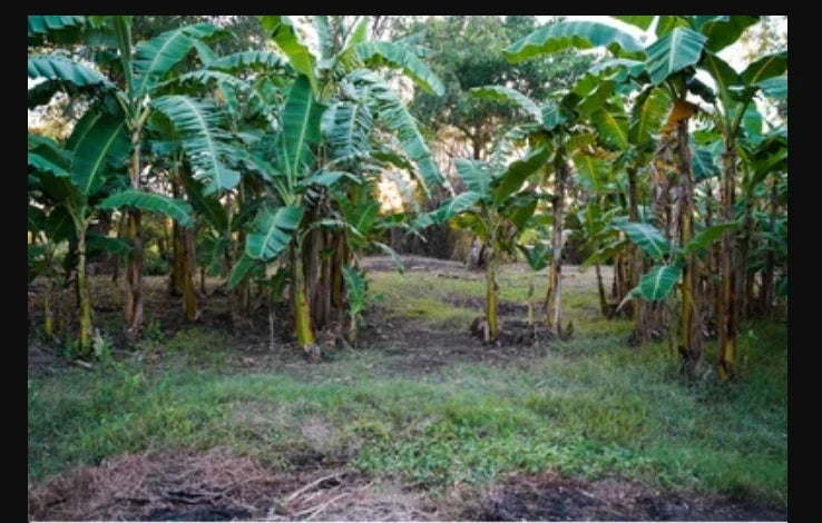 Live Banana Tree Starter Plant – Lacatan Musa, Fruiting Variety, Small Rooted in Pot