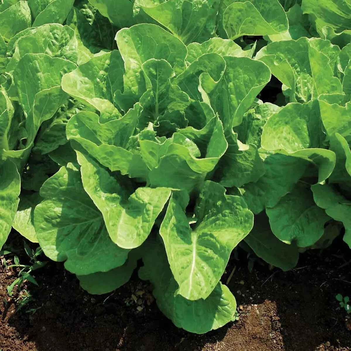 Jericho Romaine Lettuce Seeds - NON-GMO, Heat Tolerant Lactuca sativa, Salad Greens, Compact Growth, 200 Seeds