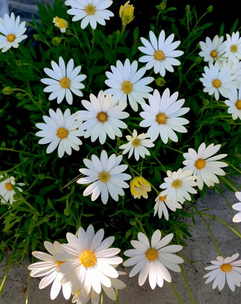 African Daisy Plant in Pot, Cream and Yellow, Perennial, Arctotis stoechadifolia, Sun-Loving Flower Bed or Container