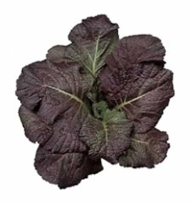 Red Giant Mustard Seeds - 1500 Non-GMO Heirloom Brassica juncea for Gardening & Cooking