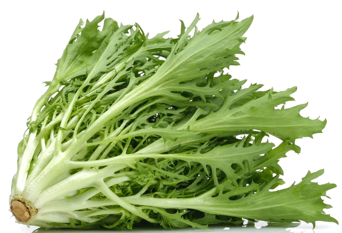 Green Curled Endive Seeds | Non-GMO Cichorium endivia for Salad & Garnish | Fresh Garden Seeds Packet