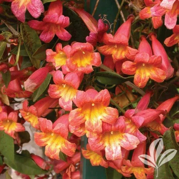 Bignonia Crossvine Starter Plant - Tangerine Beauty, Climbing Vine, Butterfly Attractant, Bignonia capreolata, Garden Decor
