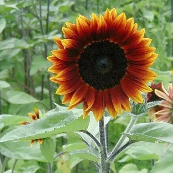 Heirloom Sunflower Seeds - Multi-Colored Helianthus annuus - Garden Flower Pack of 25
