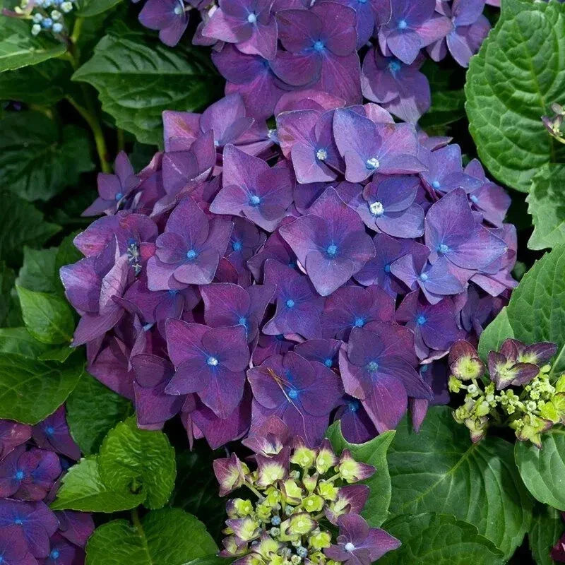 Live Purple Hydrangea Cuttings - 6-inch Hydrangea macrophylla Propagation Plants for Garden & Cut Flowers