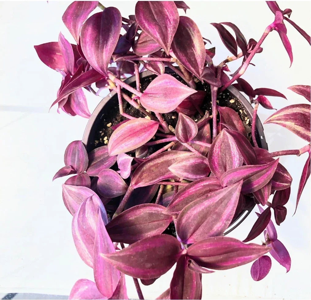 Dark Red Zebrina Wandering Jew Cuttings - Tradescantia zebrina, Indoor Houseplant, Easy Care, 2" or 4" Pot