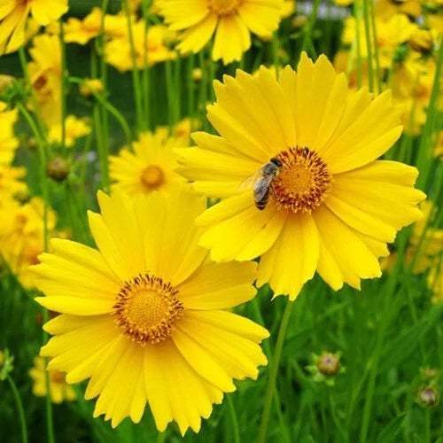 Coreopsis Seeds - Non-GMO Lance Leaf Variety - Perennial Flower Seeds for Borders & Pollinators - Coreopsis lanceolata
