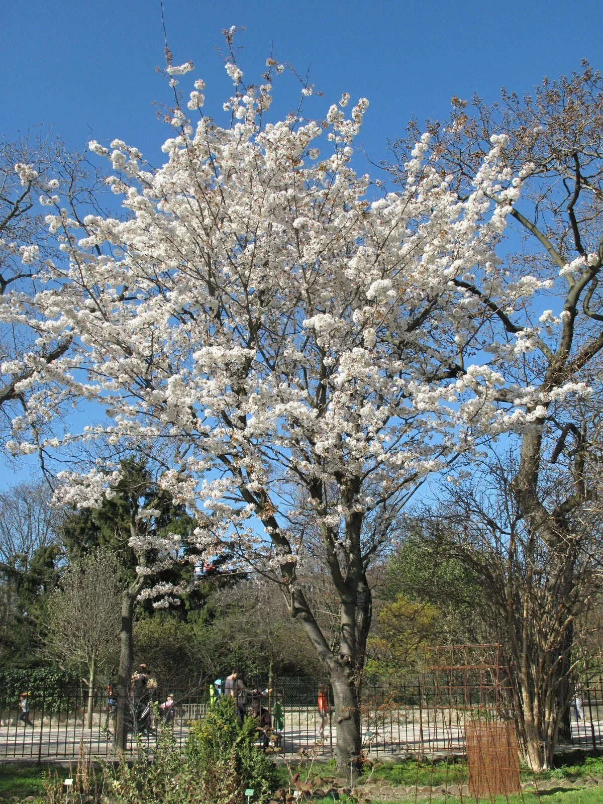 Japanese Flowering Cherry Seeds 10 Pack - Prunus serrulata Ornamental Tree