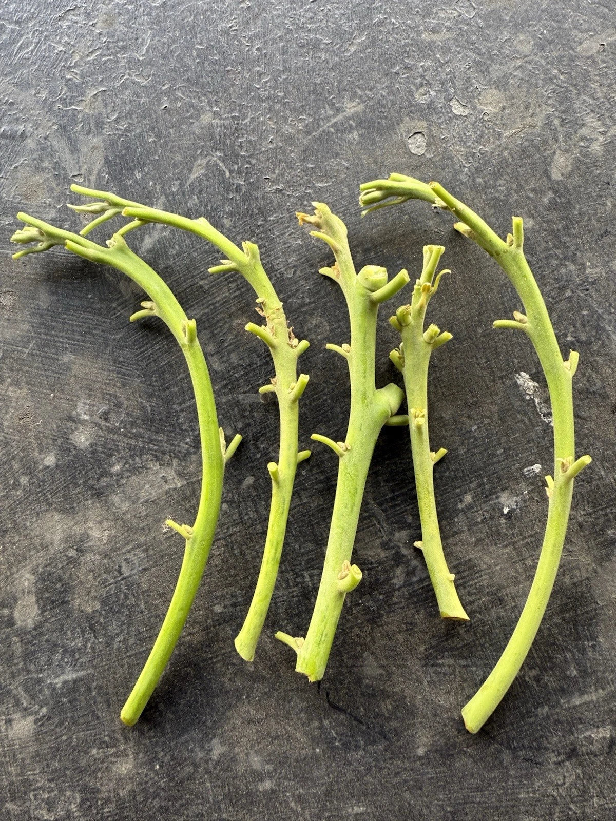 Lamb Hass Avocado Grafting Scions – 4 Pieces for Home Garden, Persea americana 'Lamb Hass' Fruit Tree Cuttings