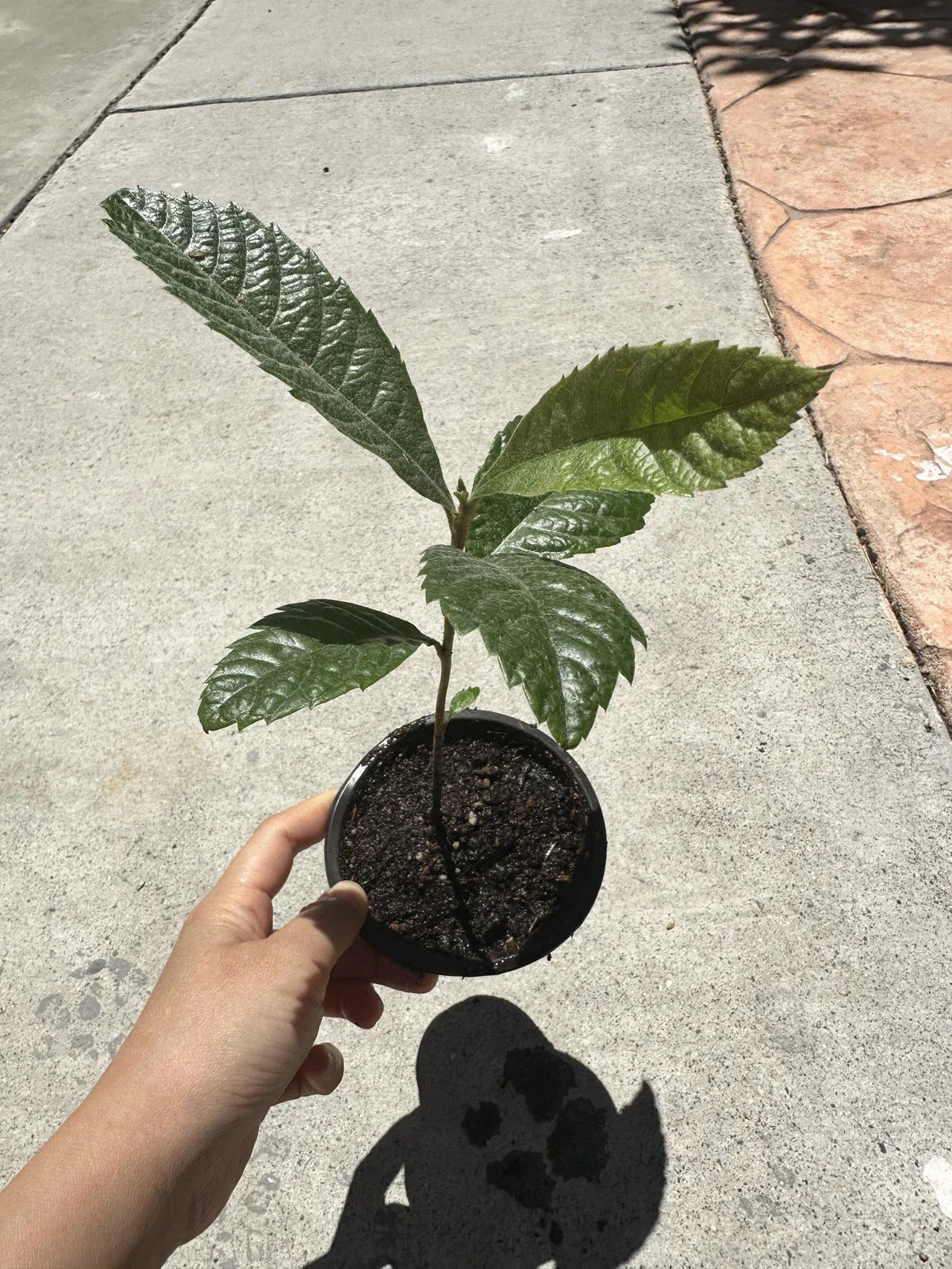 Loquat Live Plant in 4" Pot | Eriobotrya japonica Evergreen Tree for Garden & Patio