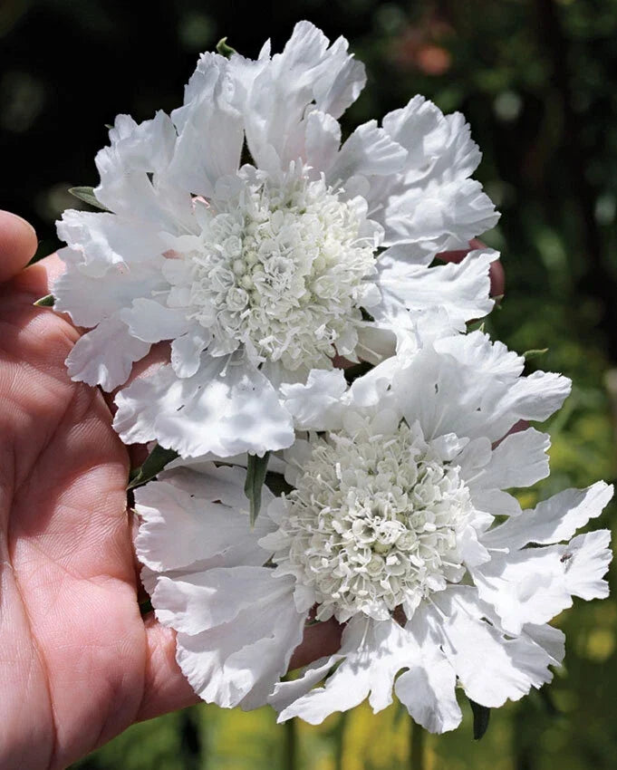 Scabiosa Pincushion Flower Seeds - White, 70 Seeds, Scabiosa caucasica, Garden Flower, Pollinator Attractant