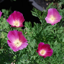 Purple Gleam California Poppy Seeds - 250+ Flower Seeds - Eschscholzia Californica - Perennial