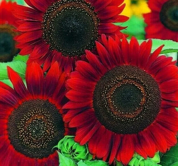 Red Sun Sunflower Seeds - 30+ Annual Helianthus annuus for Bees & Birds, Garden Flowers, Bright Red Blooms