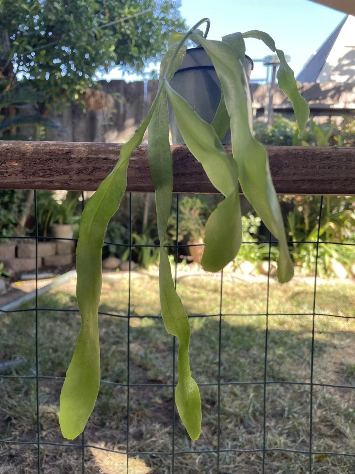 Epiphyllum Orchid Cactus Plant in 4" Pot, "George's Favorite," Rooted Indoor Tropical Cactus, Epiphyllum spp.