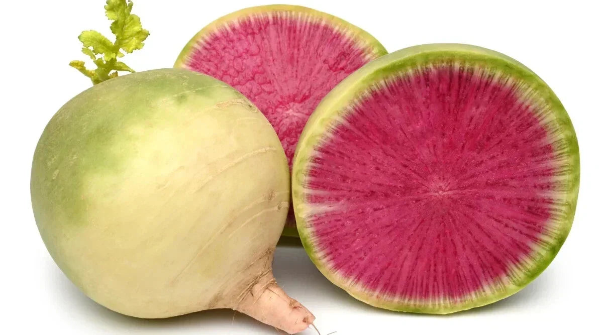 Misato Rose Radish Seeds - 500+ Pack - Raphanus sativus - USA Grown