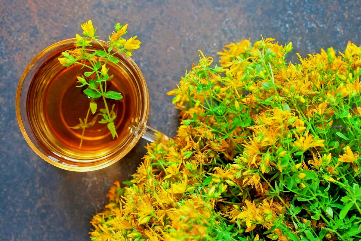 St John's Wort Herb Seeds 1000 Count - Hypericum Perforatum Bulk Seeds USA