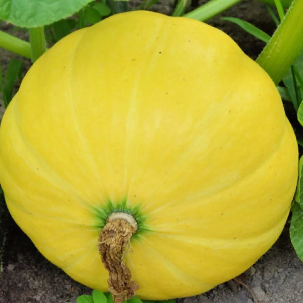 Yellow Paris Pumpkin Seeds - Non-GMO Heirloom Garden Seeds for Cucurbita pepo, Compact Bushy Plant, Bright Yellow Pumpkins