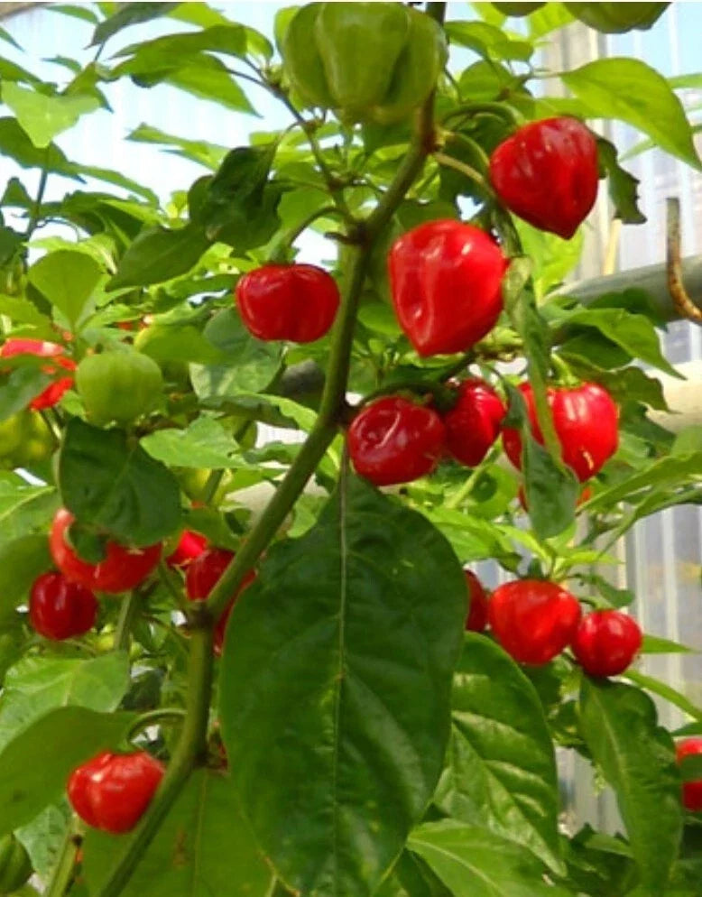 Red Habanero Pepper Seeds - Organic Capsicum chinense, 20+ Exotic Hot Pepper Seeds for Home Garden & Container Planting