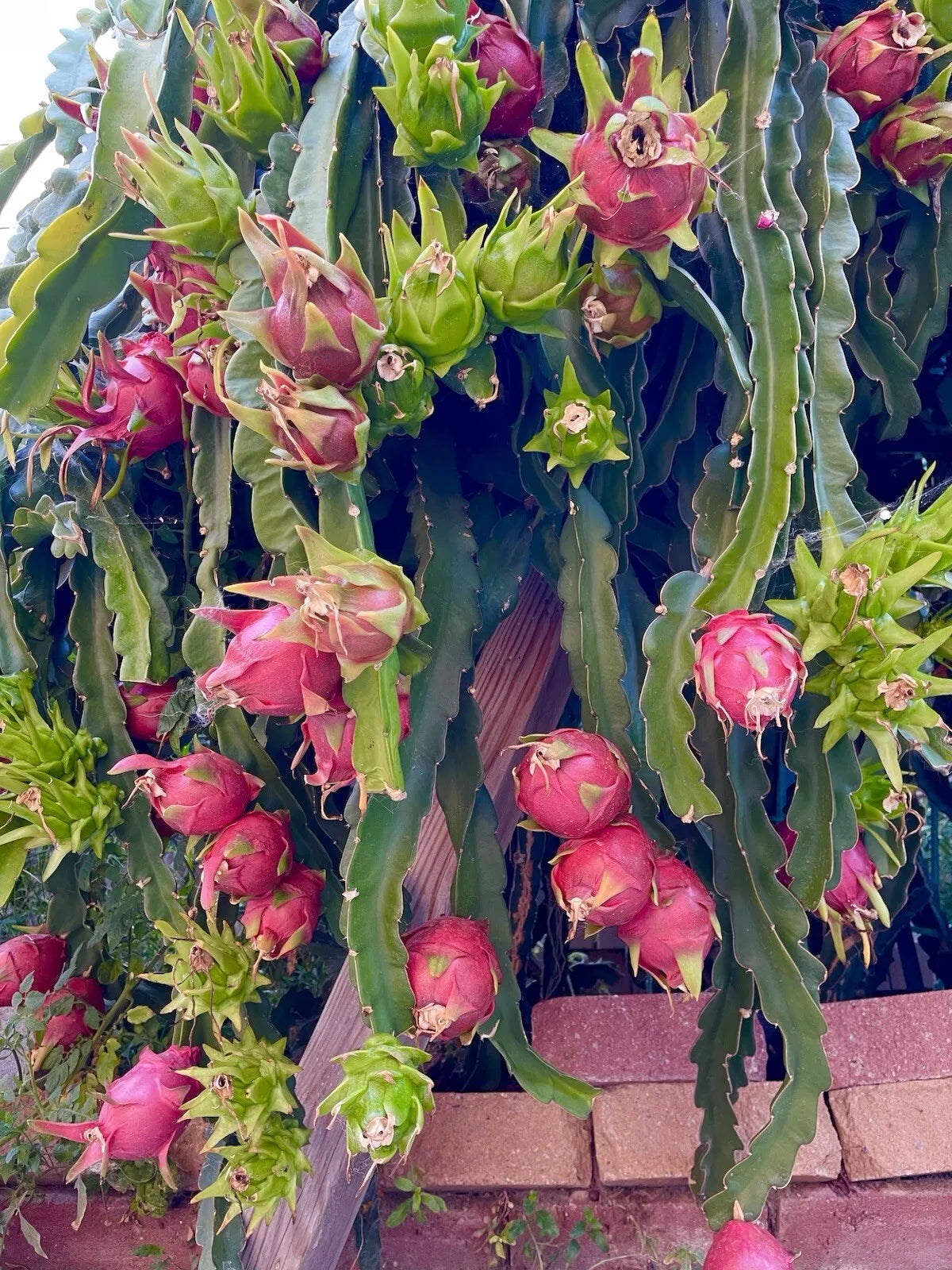 American Beauty Dragon Fruit Cuttings 8-10" Red Flesh Self-Pollinating Hylocereus costaricensis