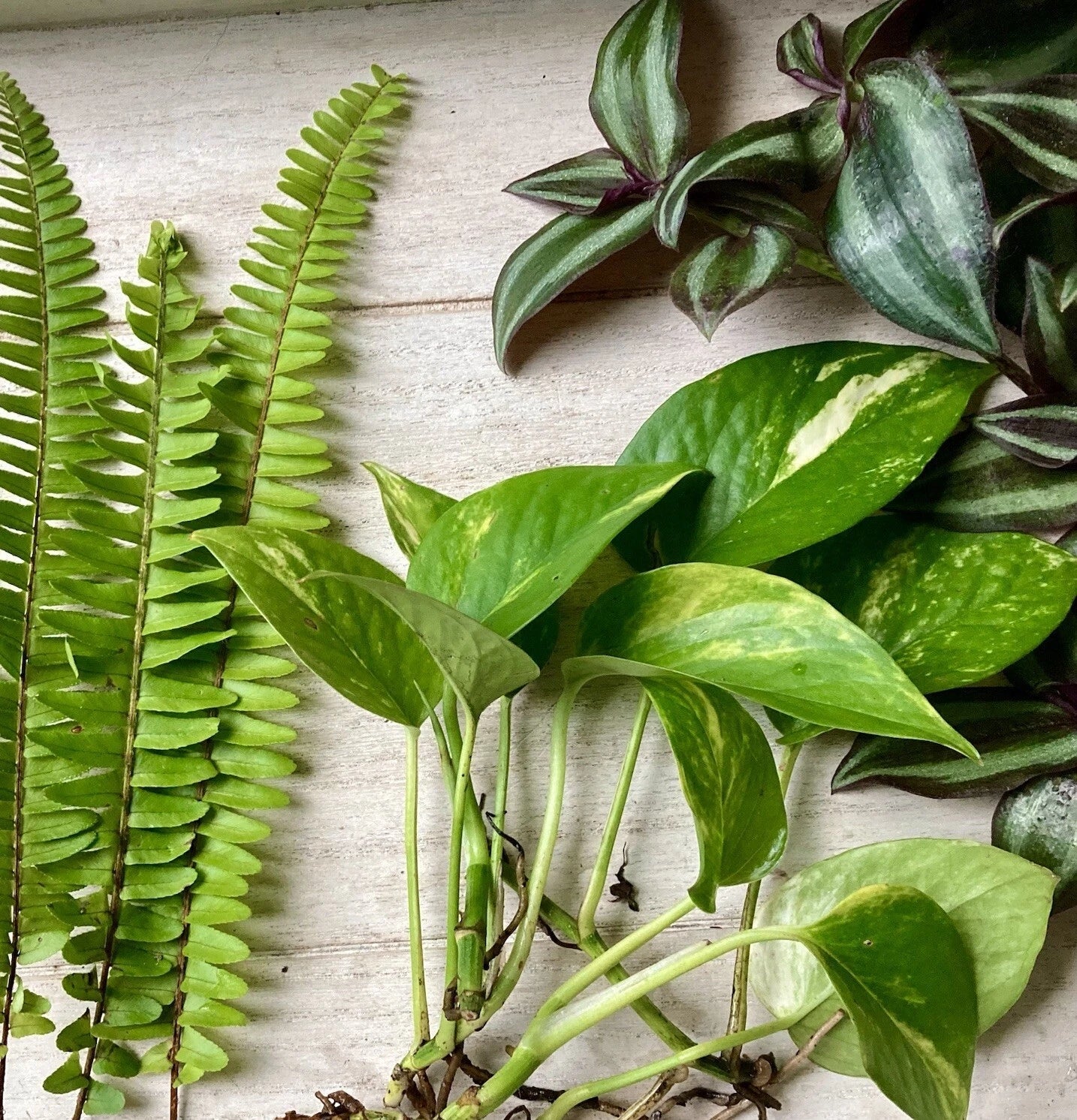 Plant Cutting Variety Pack - 15 Rooted Indoor Houseplants - Assorted Varieties for Home Gardening