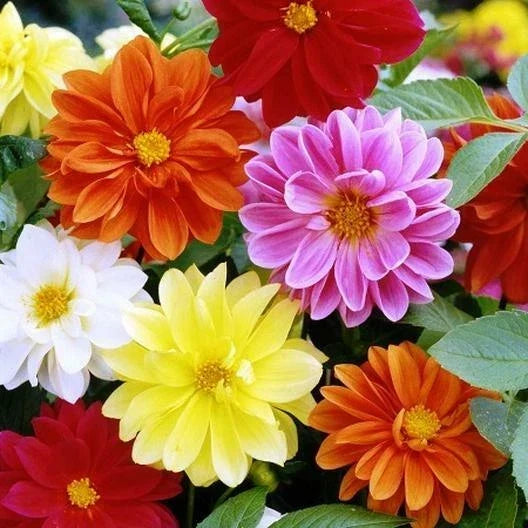 Dahlia Seeds - 45 Pack - Unwins Mix - Flower Seeds for Garden & Containers - Dahlia pinnata